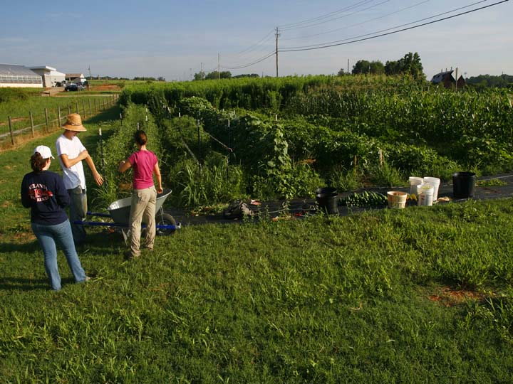 A farm plot with rows of tall, green plants. A few people stand to the left looking at a wheelbarrow.