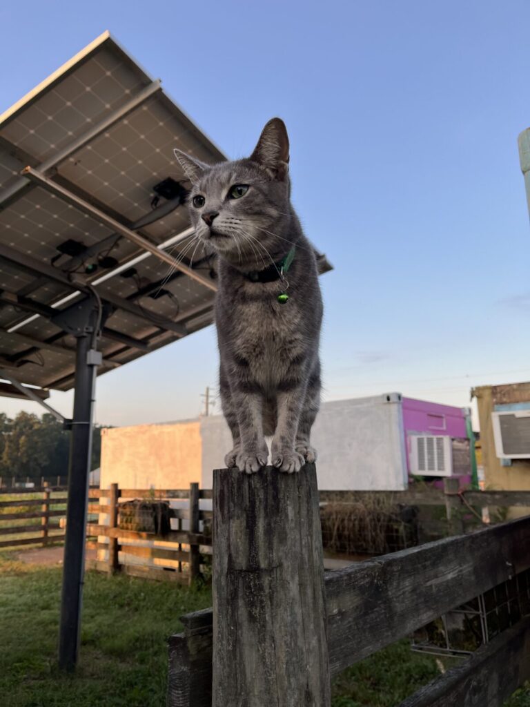 Tulsi, a grey tabby cat, standing on a fence